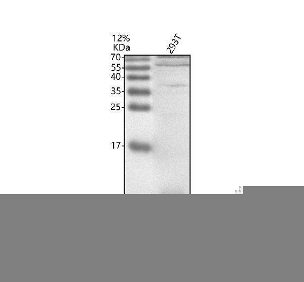 a08807 1 snrpg primary antibodies wb testing 1