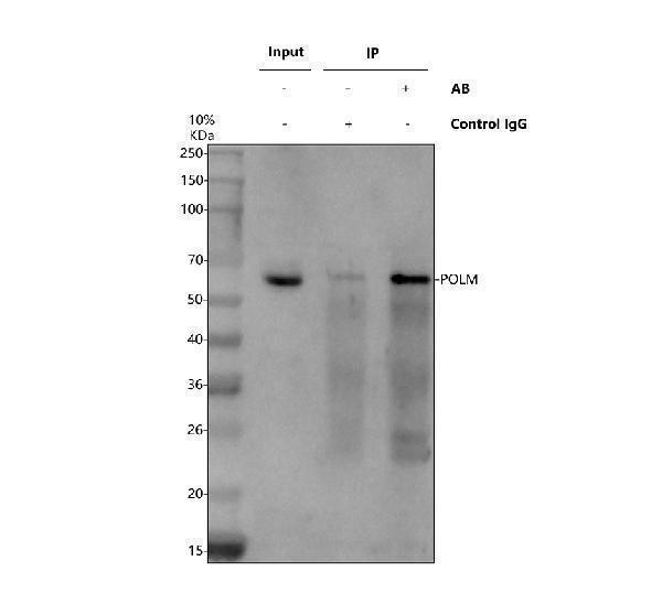 Immunoprecipitating POLM in 293T whole cell lysate