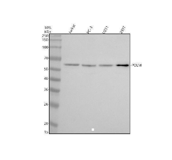Western blot analysis of POLM using anti-POLM antibody (A08812-2)