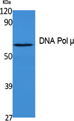 Western blotting validation for Anti-DNA Pol mu Antibody A08812
Western Blot (WB) analysis of extracts from K562 cells
