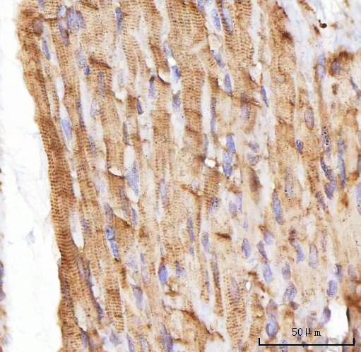 a08817 2 nebl primary antibodies ihc testing 3