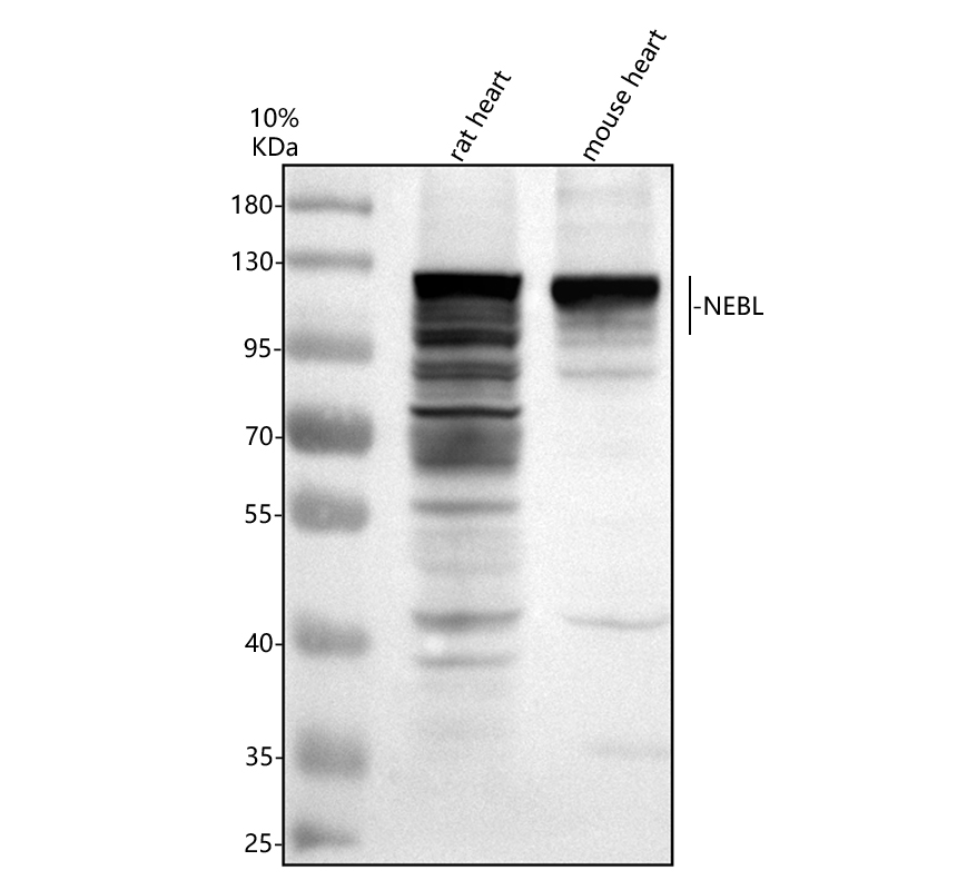 a08817 2 nebl primary antibodies wb testing 2