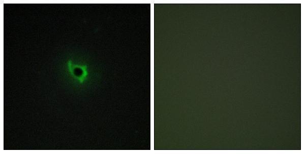 Immunofluorescence analysis of COS7 cells, using EPHA6 Antibody
