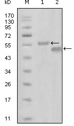 a08818 epha6 primary antibodyes wb testing 1