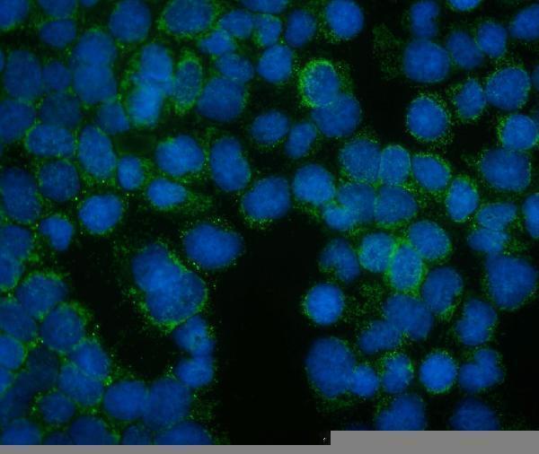 a08826 2 frmd6 primary antibodies if testing 3