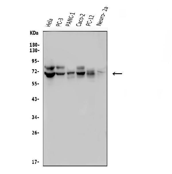a08826 2 frmd6 primary antibodies wb testing 1