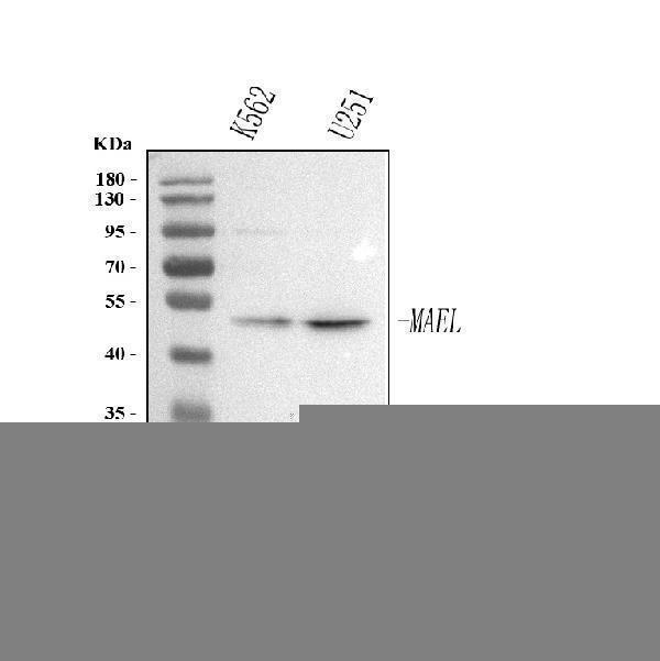  Western blot analysis of MAEL using anti-MAEL antibody (A08829-1)