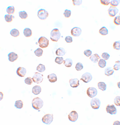 a08829 mael primary antibodies icc testing 2