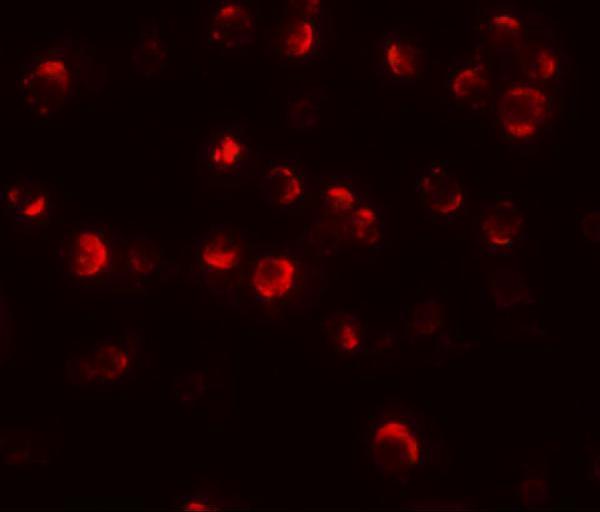 a08829 mael primary antibodies if testing 3