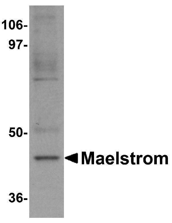a08829 mael primary antibodies wb testing 1