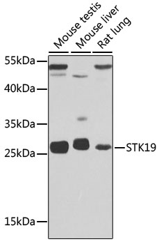 a08833 stk19 primary antiboties wb testing 1