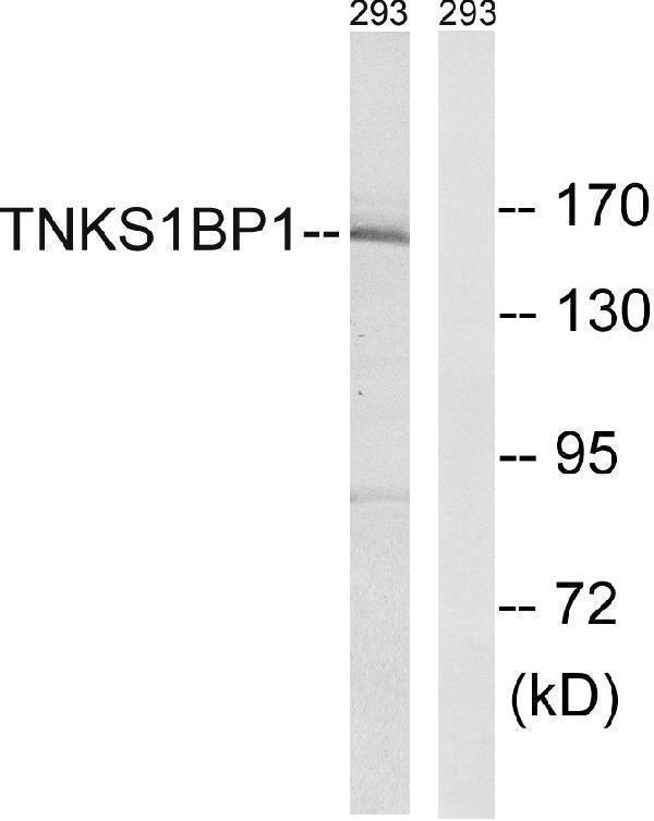 Western blot analysis of lysates from 293 cells, using TNKS1BP1 Antibody