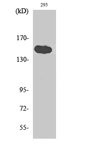 Western Blot analysis of various cells using TAB182 Polyclonal Antibody diluted at 1:1000