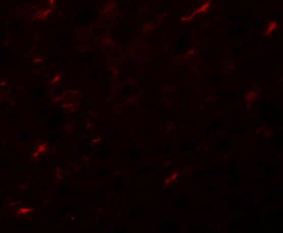 Immunofluorescence of APC7 in rat kidney tissue with APC7 antibody at 20 μg/mL