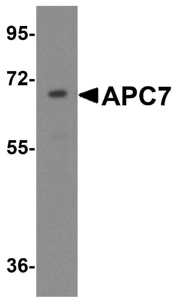 Western blot analysis of APC7 in HeLa cell lysate with APC7 antibody at 1 μg/mL