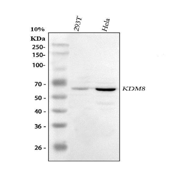  Western blot analysis of KDM8 using anti-KDM8 antibody (A08840-2)
