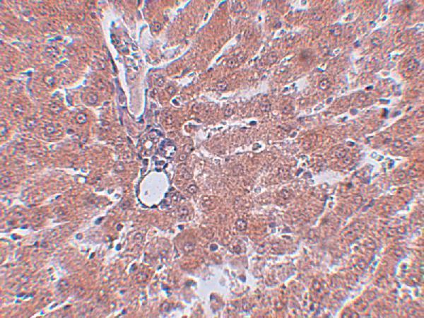 a08840 kdm8 primary antibodies ihc testing 2