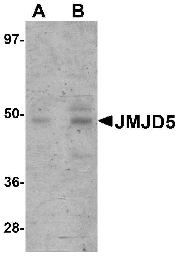 a08840 kdm8 primary antibodies wb testing 1