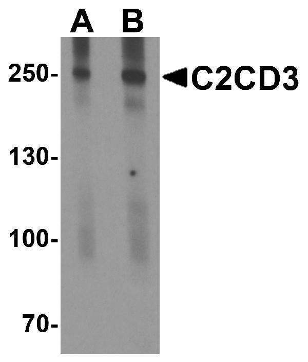 Western blot analysis of C2CD3 in EL4 cell lysate with C2CD3 antibody at (A) 1 and (B) 2 μg/ml