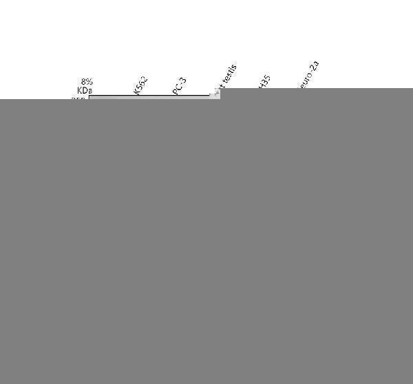a08842 1 mtbp primary antibodies wb testing 1