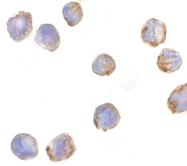 a08842 mtbp primary antibodies icc testing 2