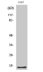 Western Blot analysis of various cells using LMO3 Polyclonal Antibody