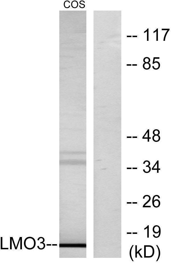Western blot analysis of lysates from COS7 cells, using LMO3 Antibody