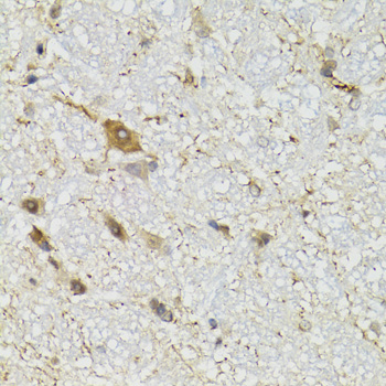 a08851 coq3 primary antiboties if testing 2