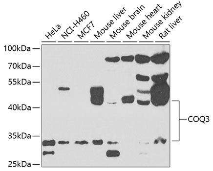 a08851 coq3 primary antiboties wb testing 1