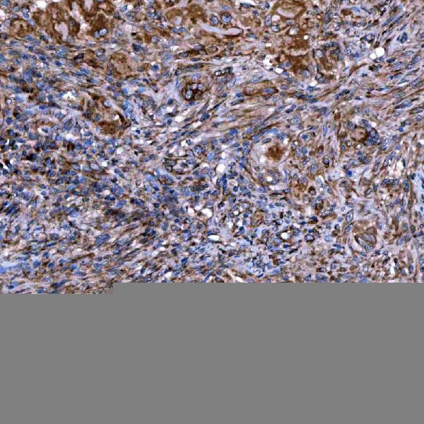 IHC analysis of SERAC1 using anti-SERAC1 antibody (A08852-2)