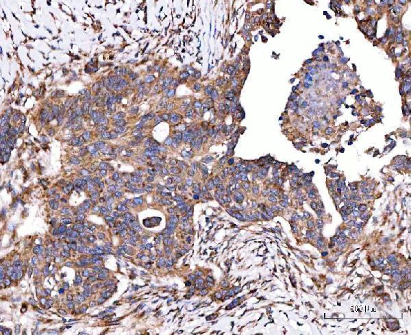  IHC analysis of SERAC1 using anti-SERAC1 antibody (A08852-2)