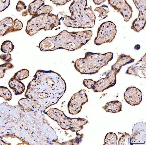 a08852 2 serac1 primary antibodies ihc testing 4