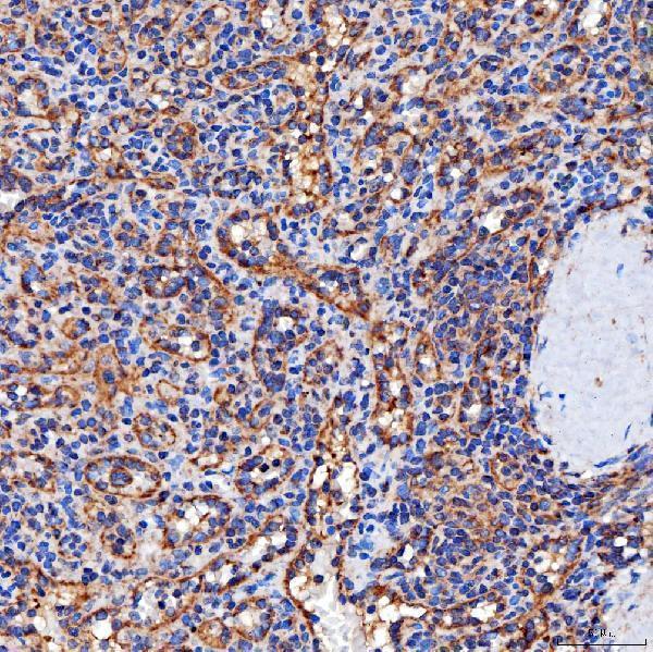 a08852 2 serac1 primary antibodies ihc testing 6