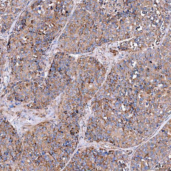 a08852 2 serac1 primary antibodies ihc testing 7