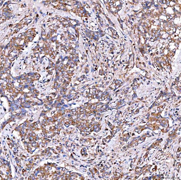 a08852 2 serac1 primary antibodies ihc testing 8