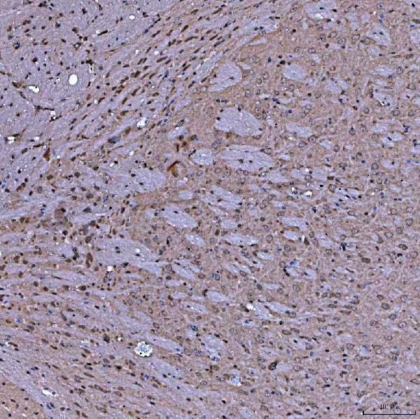 a08852 2 serac1 primary antibodies ihc testing 9