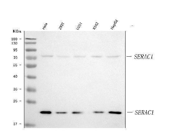  Western blot analysis of SERAC1 using anti-SERAC1 antibody (A08852-2)