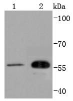 a08856 cdc42ep1 primary antiboties wb testing 1