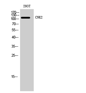 Western Blot analysis of 293T cells using CNK2 Polyclonal Antibody diluted at 1:500