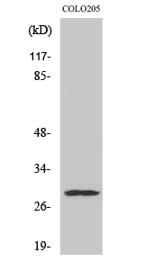 a08864 pex11b primary antibodies wb testing 2