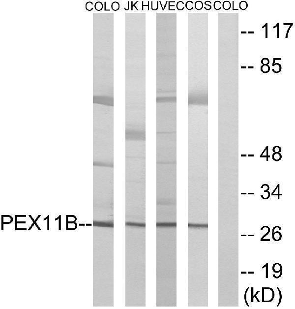 a08864 pex11b primary antibodies wb testing 3