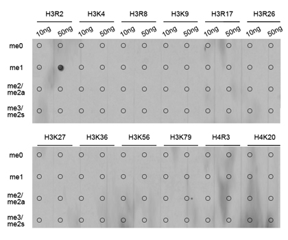 Dot-blot analysis of all sorts of methylation peptides using MonoMethyl-Histone H3-R2 antibody  at 1:1000 dilution