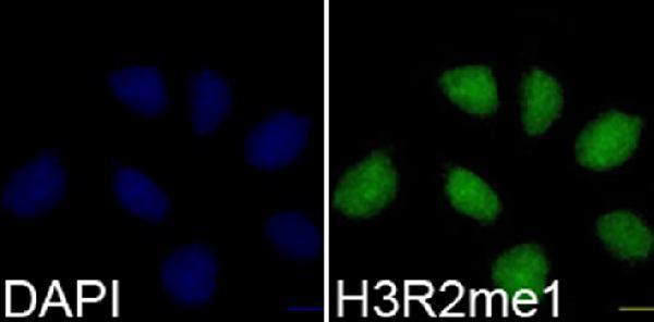 Immunofluorescence analysis of 293T cells using H3R2me1 antibody 