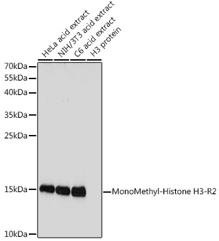 Western blot analysis of extracts of various cell lines, using MonoMethyl-Histone H3-R2 antibody  at 1:1000 dilution