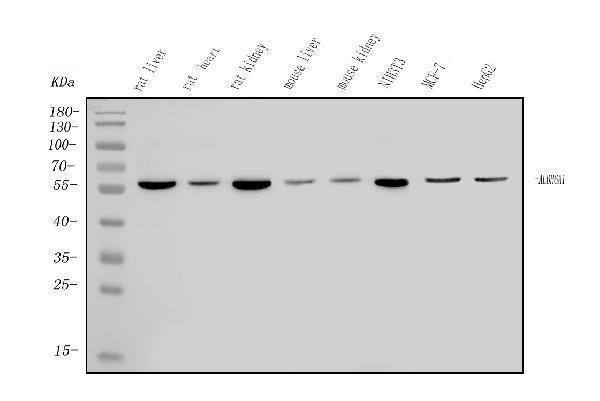 a08868 1 aldh6a1 primary antibodies wb testing 1_1