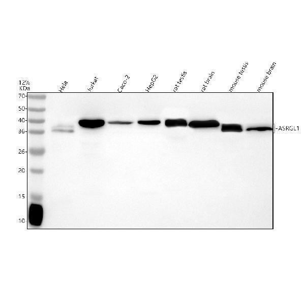  Western blot analysis of ASRGL1 using anti-ASRGL1 antibody (A08869-1)