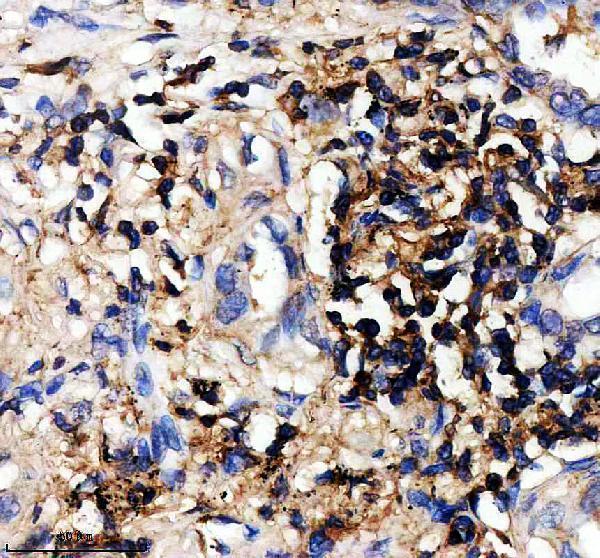 a08879 emilin2 primary antibodies ihc testing 2