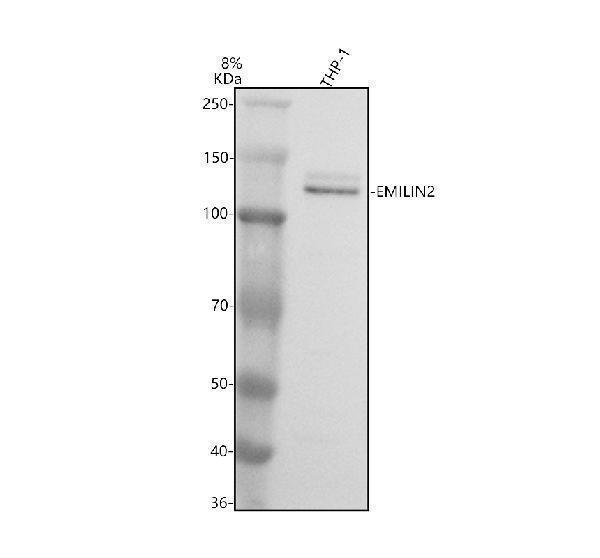 a08879 emilin2 primary antibodies wb testing 1