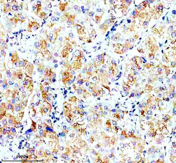 IHC analysis of OPN5 using anti-OPN5 antibody (A08880-2)
