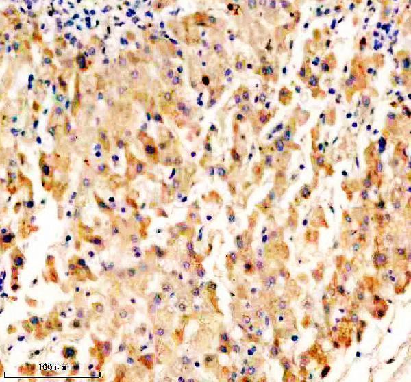 IHC analysis of OPN5 using anti-OPN5 antibody (A08880-2)